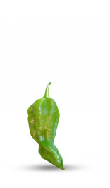 Fatali Green Chili Pepper Seeds