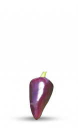 Purple Jalapeno Chili Pepper Seeds