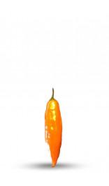Aji Amarillo Chili Pepper Seeds