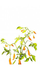 Aji Amarillo Chili Pepper Seeds