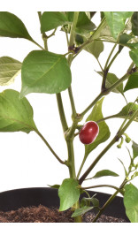 copy of Cherry Bomb Chili Pepper Seeds