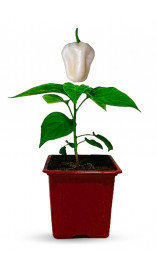 Plant de piment Habanero blanc